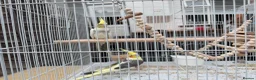 Cockatiels birds for sale: Two cocktails  in Sunbury-on-Thames - Advert 1