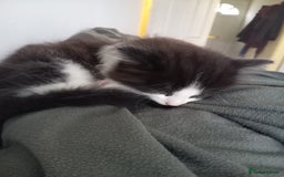 Mixed Breed cats for sale: Male kitten - Image 1