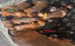 Dachshund dogs for sale: Beautiful dachshund puppies  - Image 9