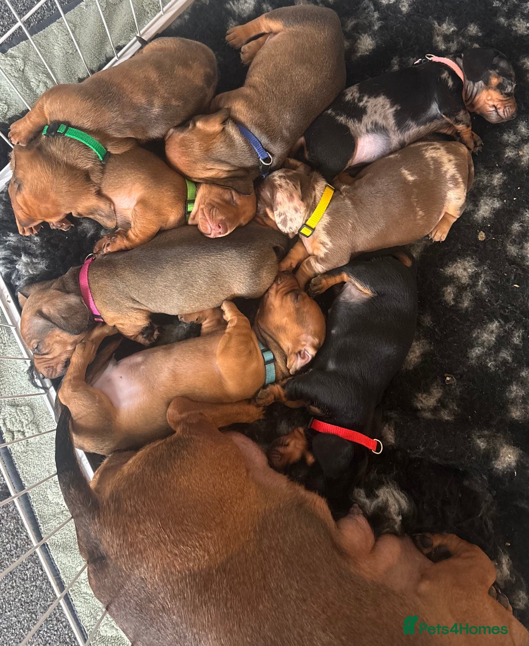 Dachshund dogs for sale: Beautiful dachshund puppies  - Image 9