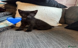 Mixed Breed cats for sale: Kittens ready for new home now  - Image 3