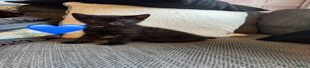 Mixed Breed Kitten 2
