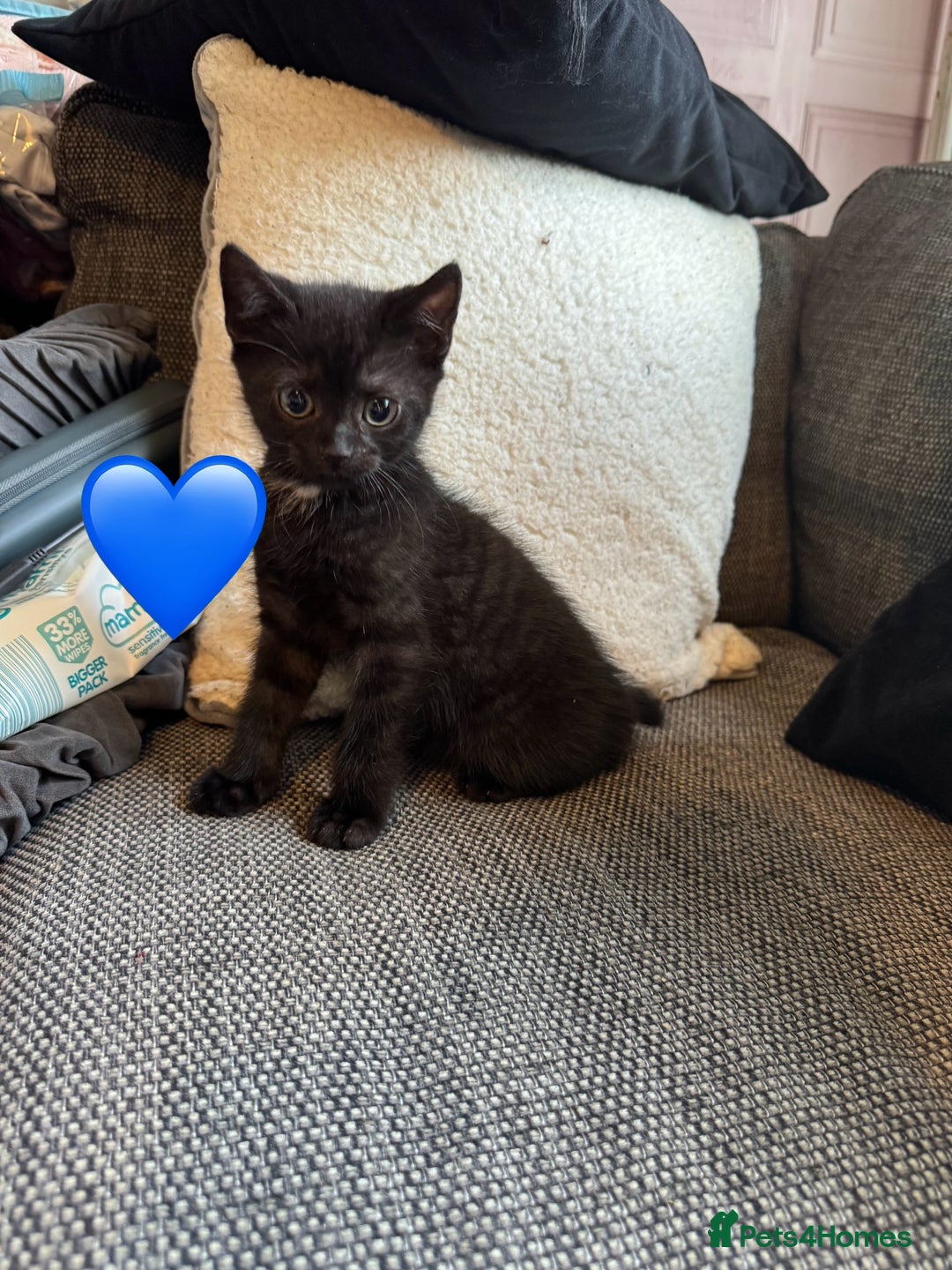 Mixed Breed cats for sale: Kittens ready for new home now  - Image 3