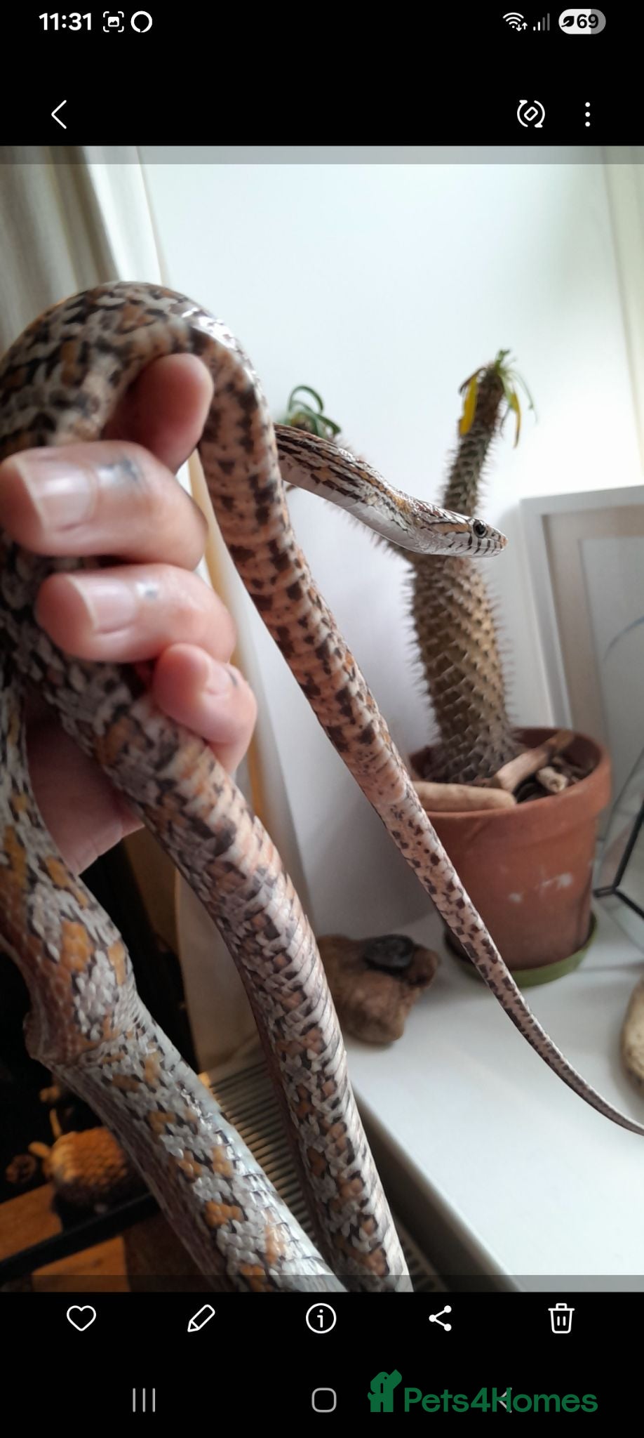 Corn Snake reptiles Female Tessera Cornsnake with Full vivarium Setup - Advert 2