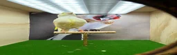 Canaries birds for sale: Red mosaic canary  - Advert 5
