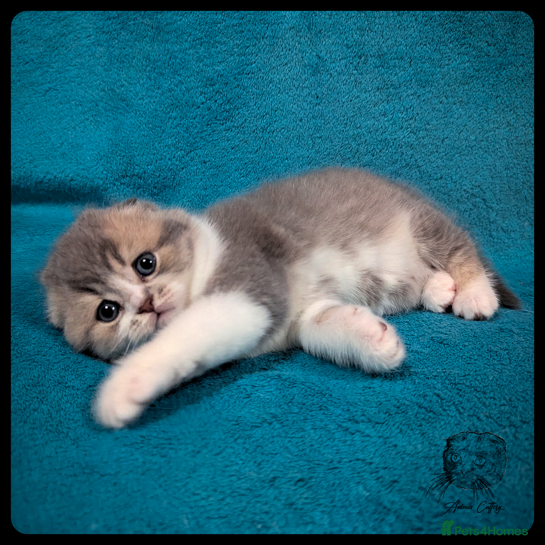 Scottish Fold cats for sale: TICA Registered Scottish kittens - Advert 16