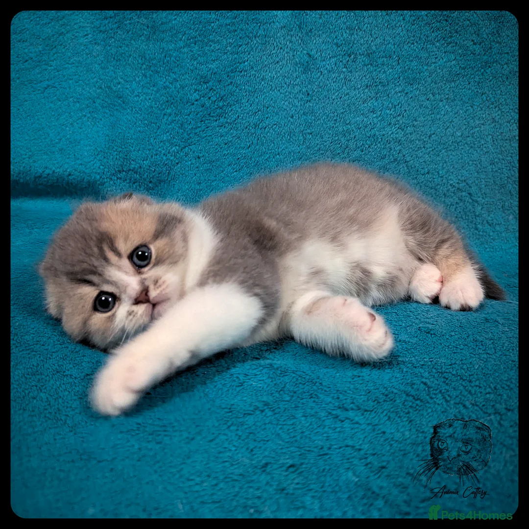 Scottish Fold cats for sale: TICA Registered Scottish kittens - Advert 16