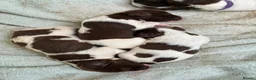 English Springer Spaniel dogs for stud: Liver/white PROVEN KC registered springer stud - Advert 3