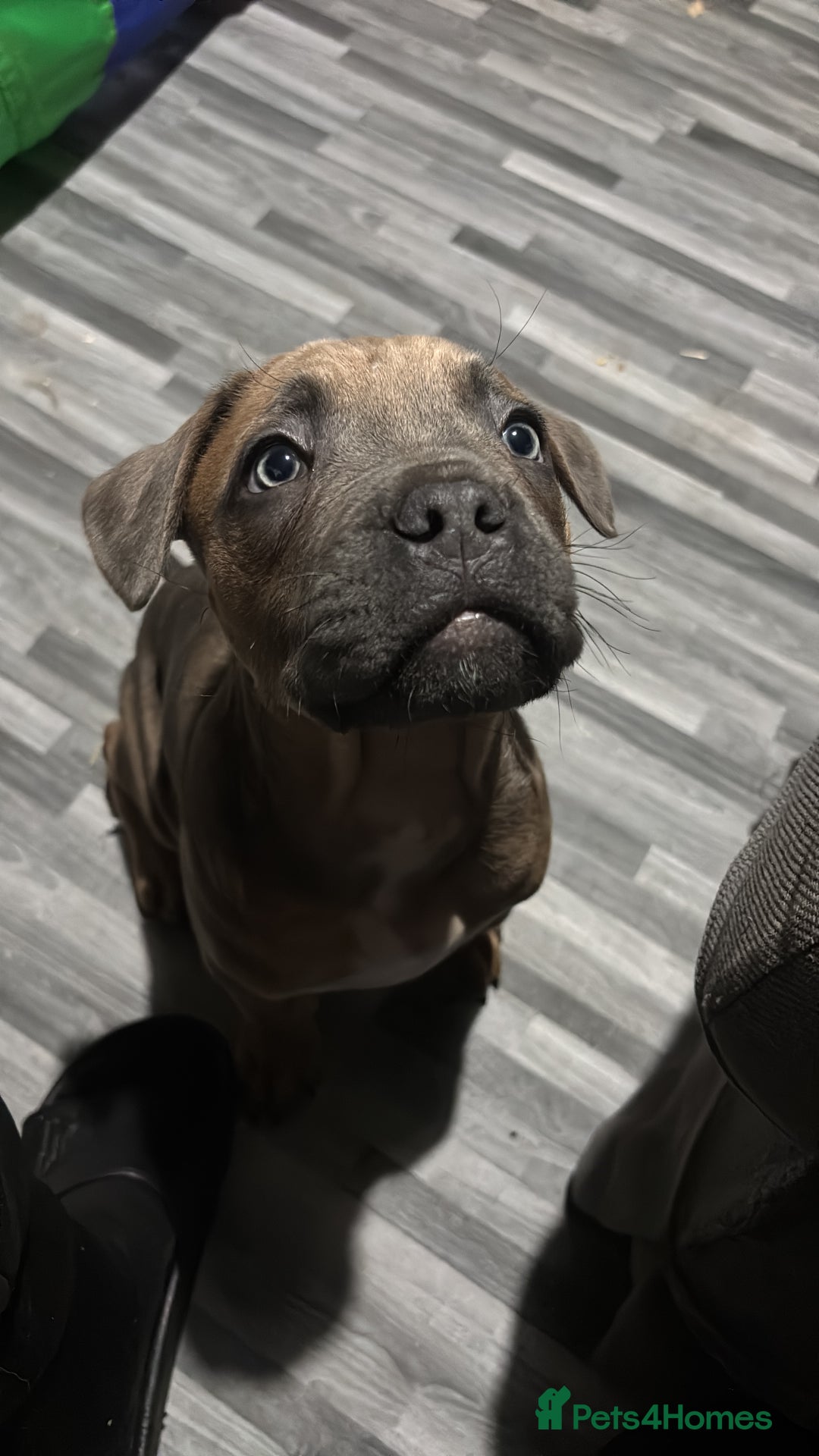 Cane Corso dogs for sale: 🔥CONFIDENT & BRAVE CANE CORSO PUPPY -HIGH DRIVE🔥 - Advert 5