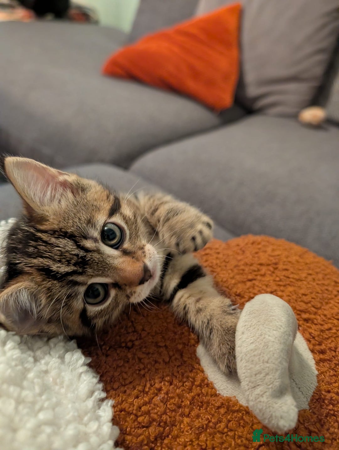 Mixed Breed cats for sale: Tabby kitten  - Advert 5