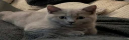 British Shorthair cats for sale: British Shorthair ready now!  - Advert 5