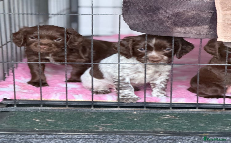 Cocker Spaniel dogs - Advert 10
