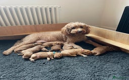 Mini Goldendoodle dogs for sale: 8 Lovingly Raised Miniature Goldendoodles  - Image 1
