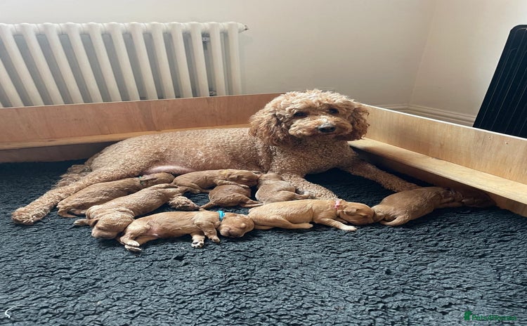 Mini Goldendoodle dogs - Advert 1