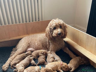 Mini Goldendoodle dogs - Advert 1