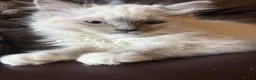 Ragdoll cats for sale: Beautiful Lilac Mitted Colourpoint Ragdoll Kittens - Advert 11