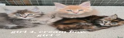 Maine Coon cats for sale: Pedigree tica mainecoon kittens - Advert 9
