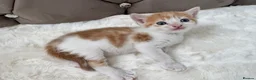 Mixed Breed cats for sale: Gorgeous ginger kittens  - Advert 13