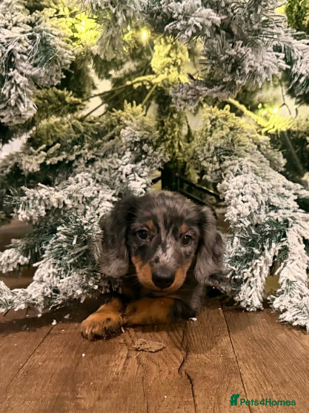 Miniature Dachshund dogs 2 beautiful miniature dachshund pups left  - Advert 4