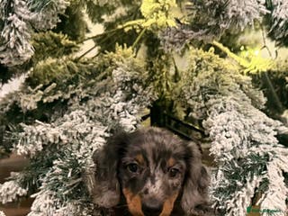 Miniature Dachshund dogs 2 beautiful miniature dachshund pups left - Advert 6