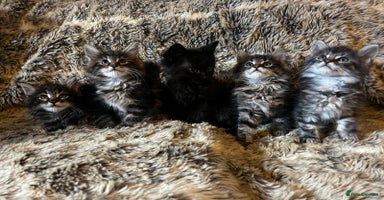 Maine Coon cats - Advert 14