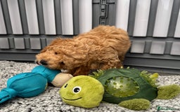 Cockapoo dogs for sale: Cockapoo puppies  - Image 7
