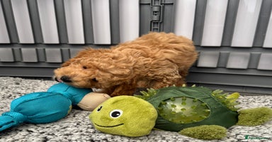 Cockapoo dogs - Advert 5
