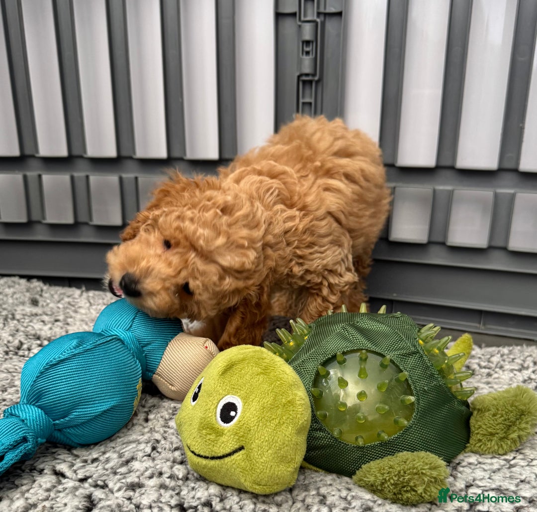 Cockapoo dogs for sale: Cockapoo puppies  - Image 7