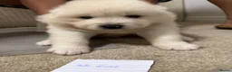 Samoyed dogs for sale: Samoyed pups - Advert 11