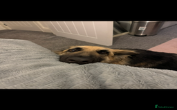 German Shepherd dogs for sale: URGENT home needed for my dogs - Image 6