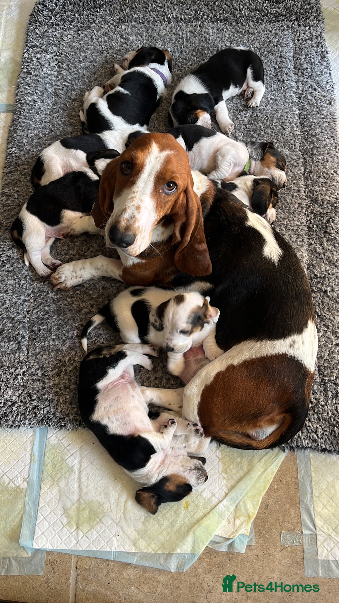 Basset Hound dogs for sale: Beautiful Basset Hound puppies - Image 11