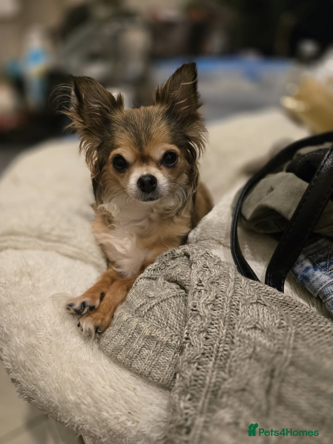 Chihuahua dogs for sale: Long Coat Chihuahua  - Advert 6