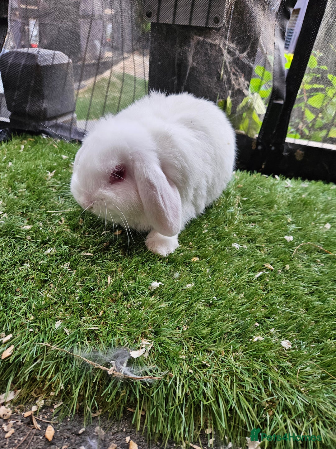 Mini Lion Lop rabbits for sale: Mini lion lop baby rabbits seal point chocolate in Durham - Image 6