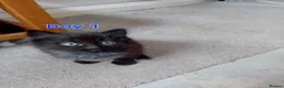 Mixed Breed cats for sale: Kittens for sale - Advert 29
