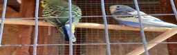 Budgerigars birds for sale: New baby budgies  - Advert 9
