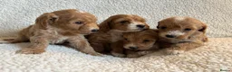Cockapoo dogs for sale: F1bcockapoo puppies - DNA Health test clear  in Staines - Advert 17