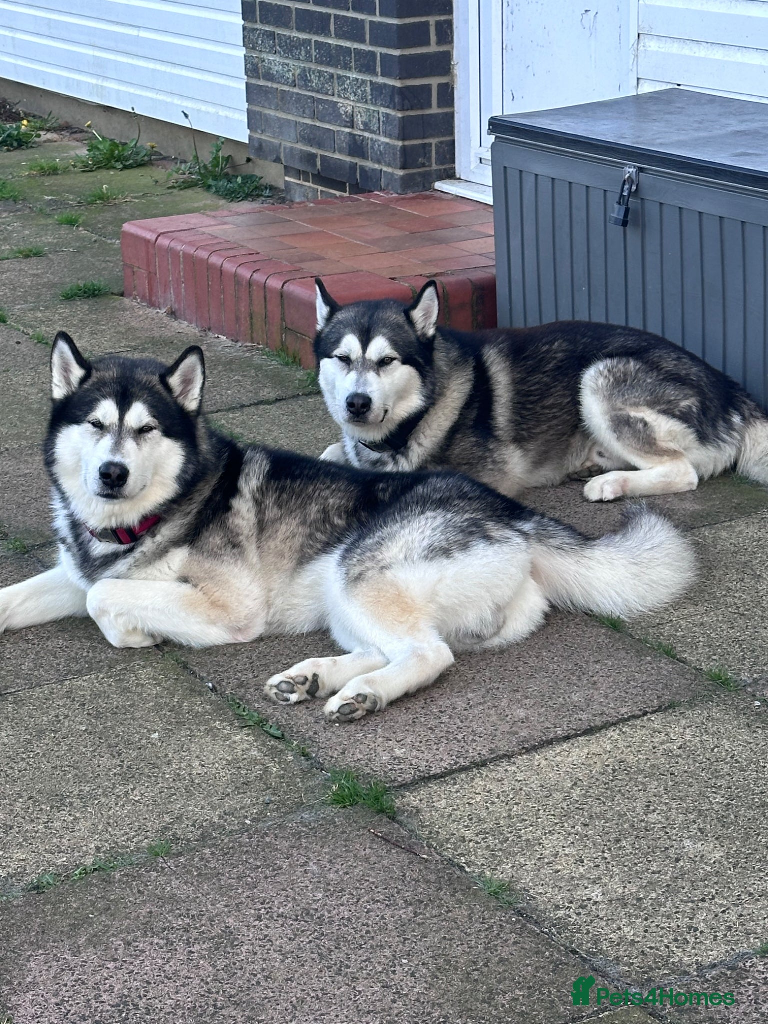 Alaskan Malamute dogs Two kc registered Male Alaskan malamutes for stud - Advert 3