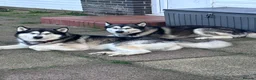 Alaskan Malamute dogs for stud: Two kc registered Male Alaskan malamutes for stud - Advert 1