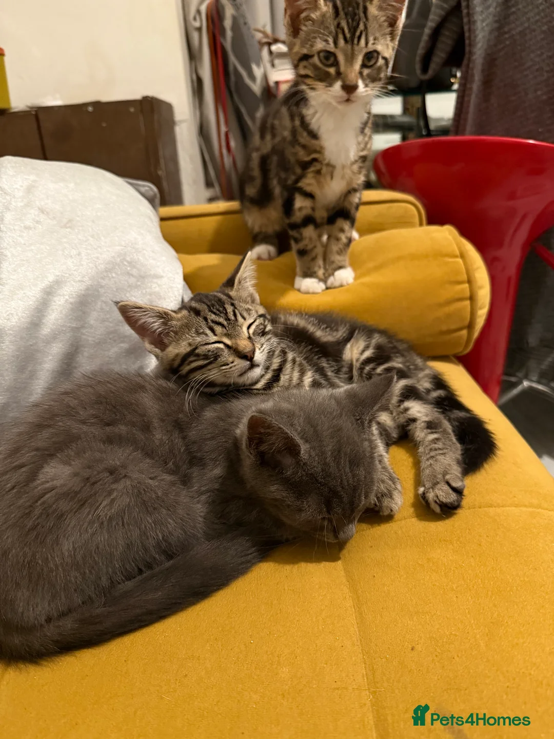 British Shorthair cats for sale: 3 cute and friendly kittens. 1 grey, 2 tabby - Advert 5