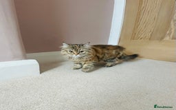 Persian cats for sale: Persian x Siberian fluffy tabby kitten - Advert 12