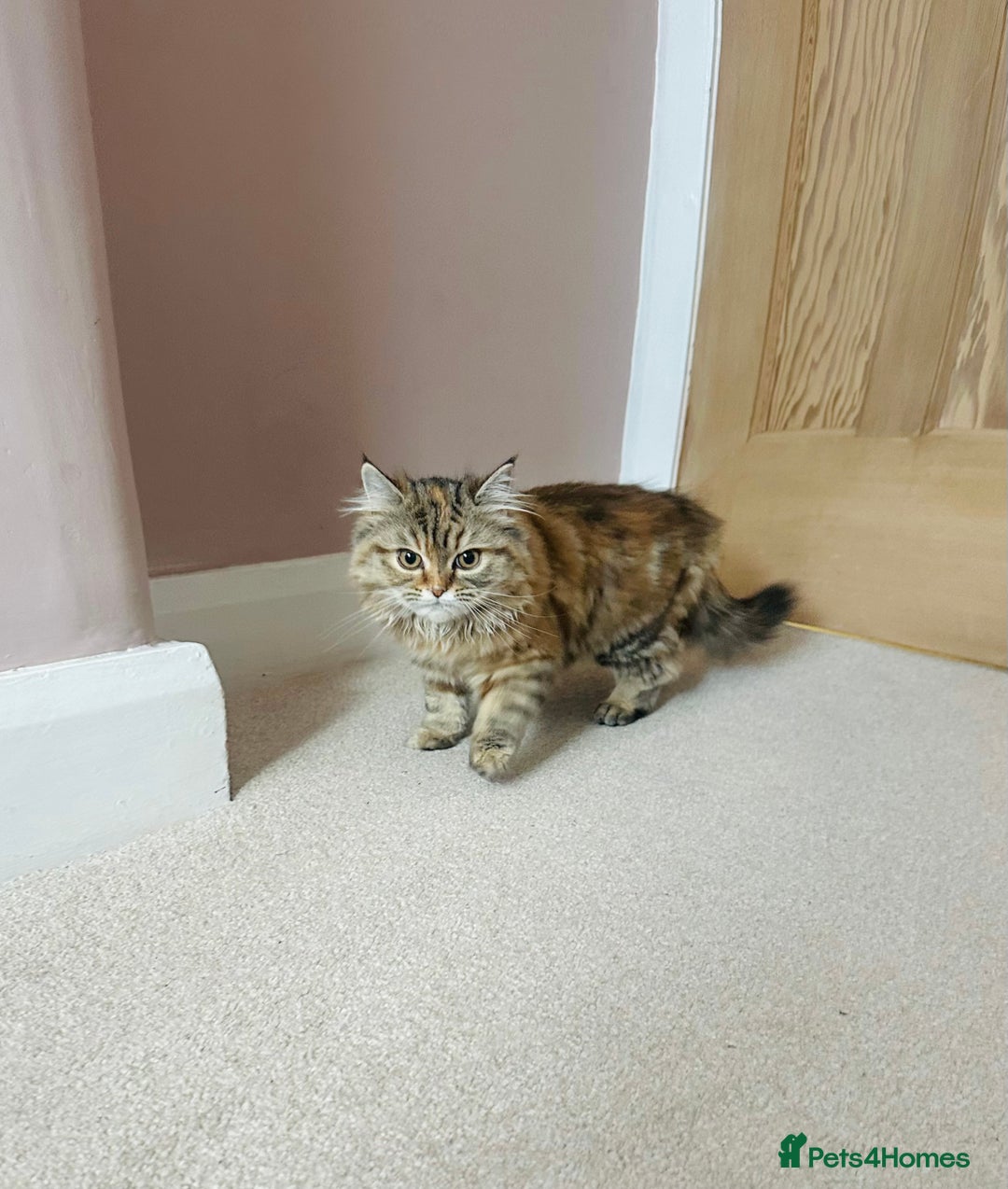 Persian cats for sale: Persian x Siberian fluffy tabby kitten - Advert 12