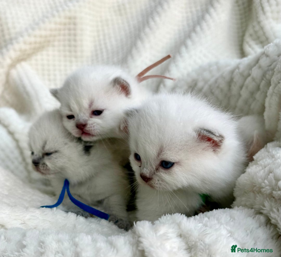 British Shorthair cats for sale: 5 lilac colour point kittens  - Advert 6