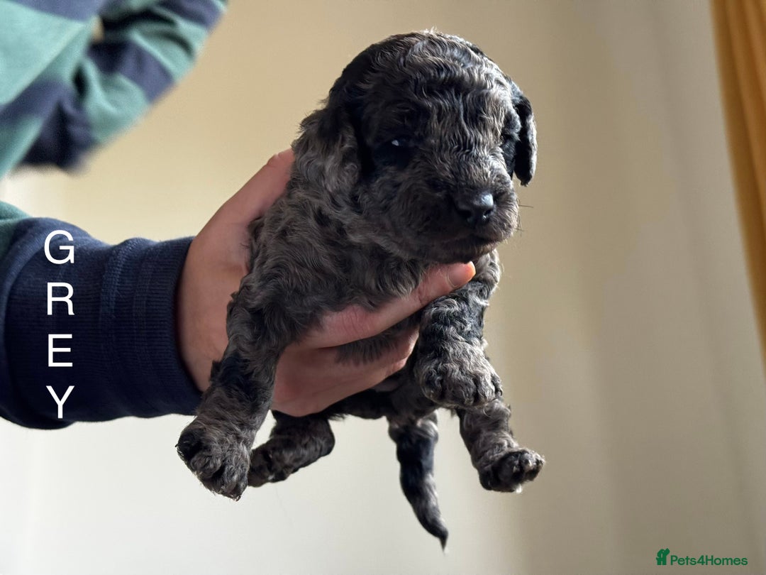 Miniature Poodle dogs for sale: Striking merle and black Miniature Poodle Puppies - Advert 20