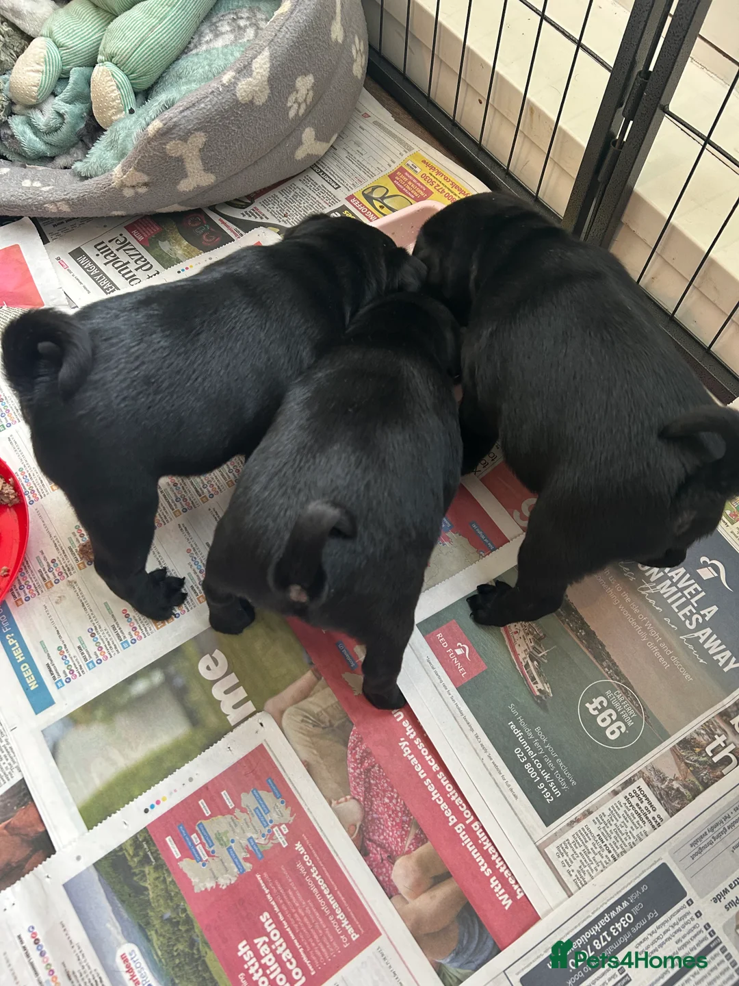 Pug dogs for sale: Black pugs - Advert 5