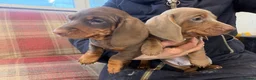 Miniature Dachshund dogs for sale: Mini dachshund 2 smooth boys available  - Advert 21
