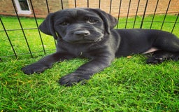 Labrador Retriever dogs for stud: One-Off Stud Opportunity. KC checked & registered - Image 10