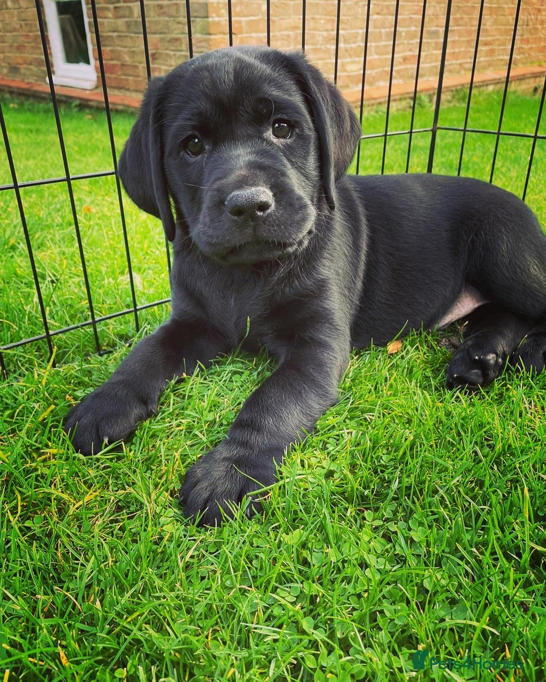 Labrador Retriever dogs for stud: One-Off Stud Opportunity. KC checked & registered - Image 10