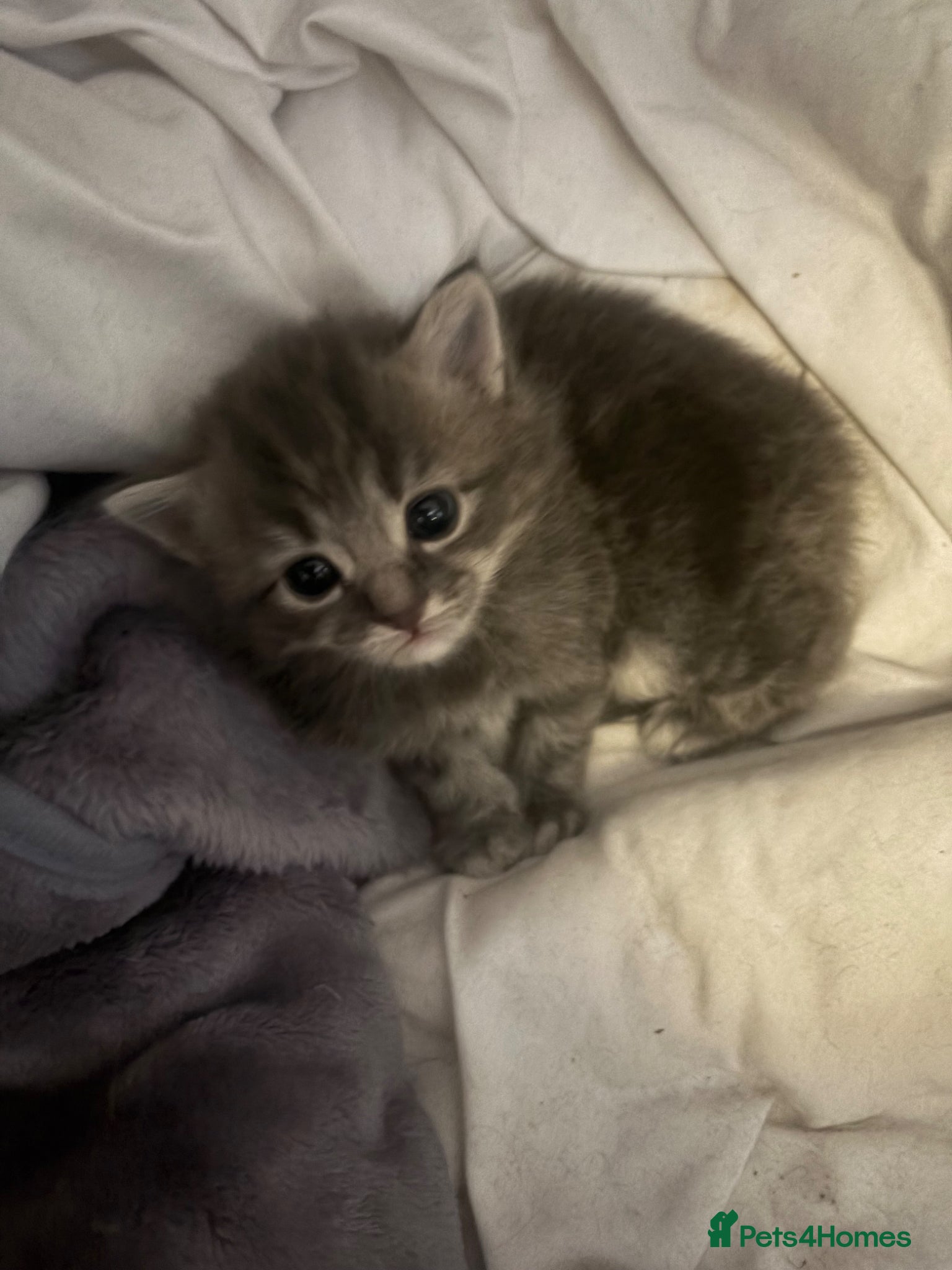 Ragdoll cats for sale: Ragdoll cross Norwegian forest cat - Advert 4