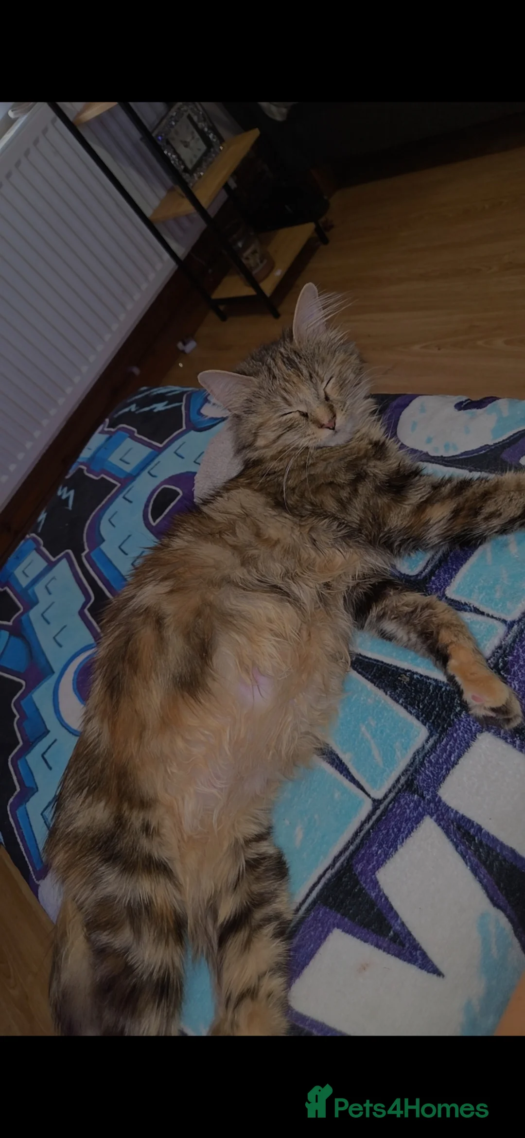 Mixed Breed cats for sale: BEAUTIFUL MIXED KITTENS - Advert 1