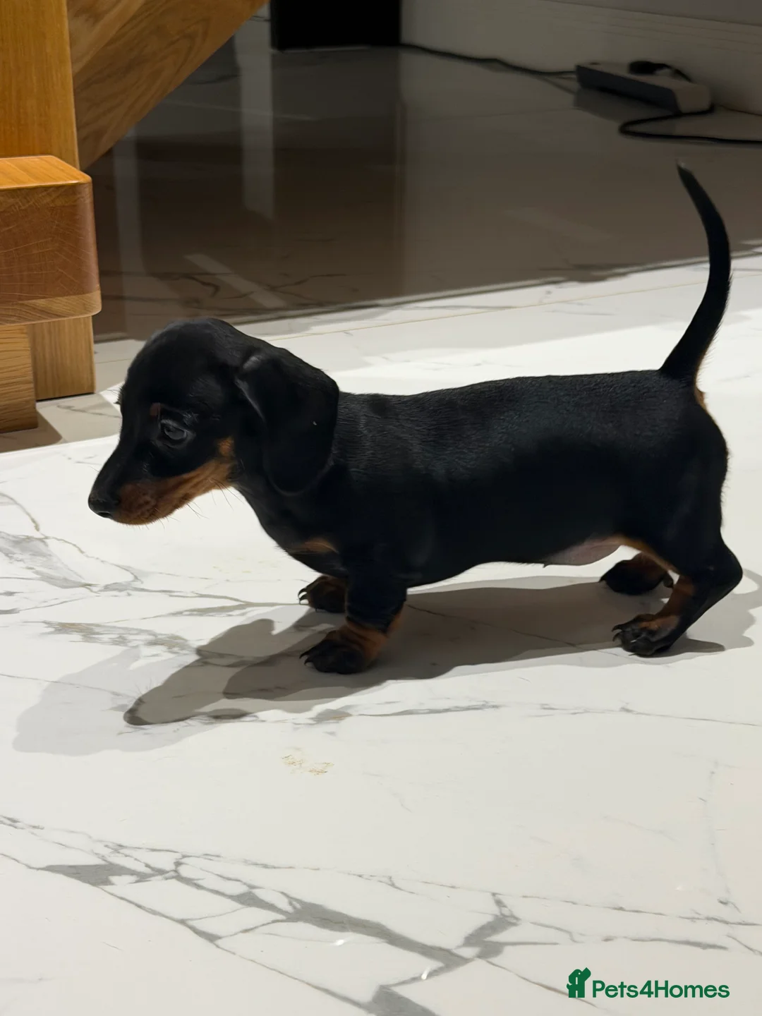 Miniature Dachshund dogs for sale: Miniature dachshund puppies - Advert 3